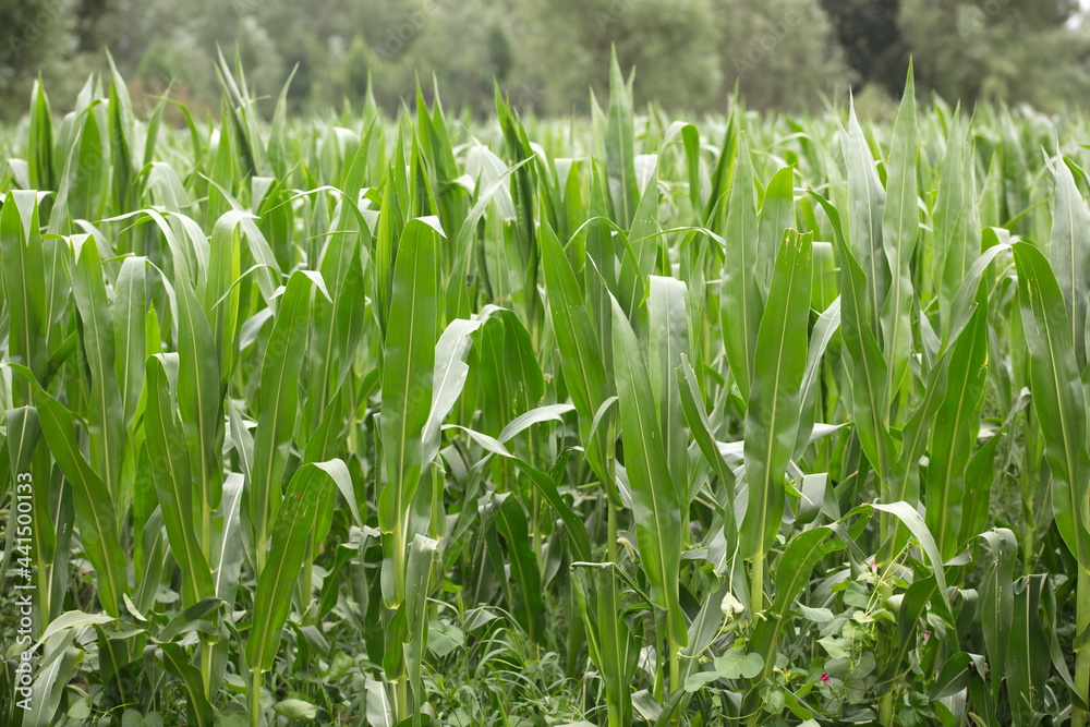 Corn seedlings in the farmland Corn seedlings in the farmland