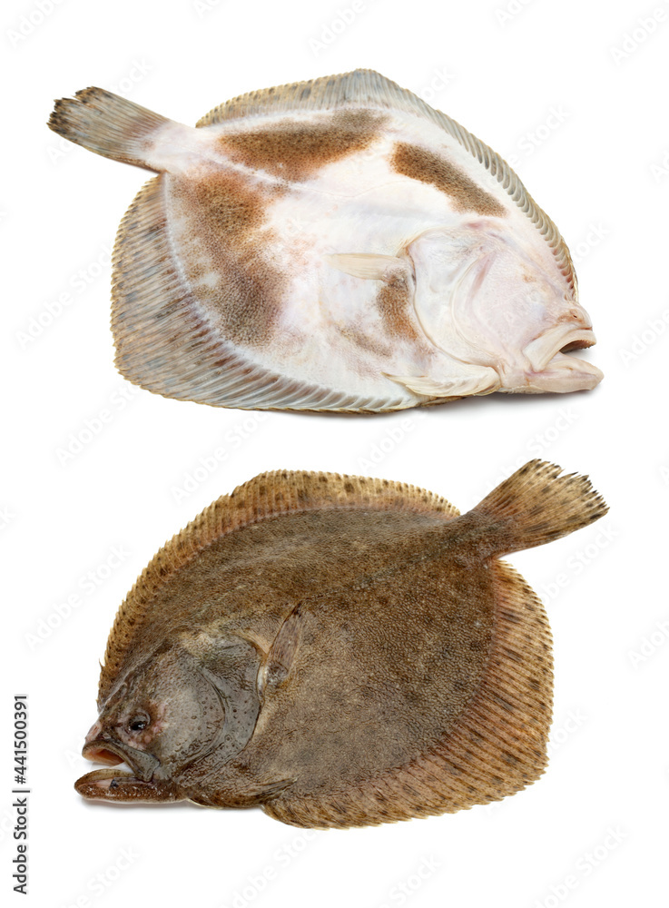 Fototapeta premium Turbot fish on white background
