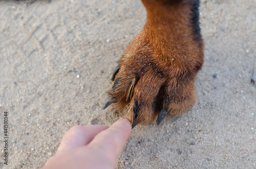 Danger of Dry Foxtails for Your Dog concept. Hand extracts the Dried Yellow Spikelets from the dog's paw. Spikelets penetrated between fingers into pet's paw. Rottweiler is standing on ground. photo