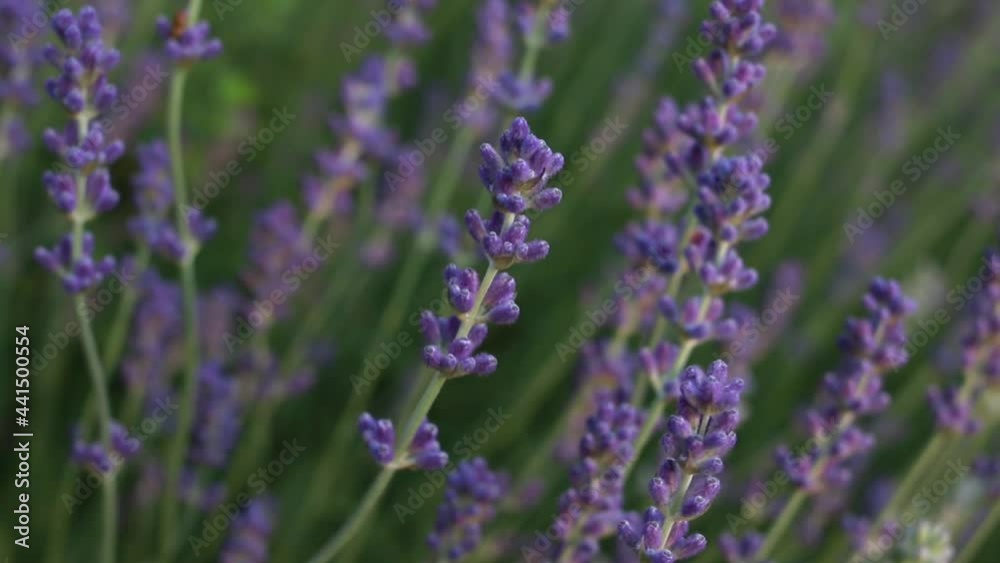 Lavendula, or lavender blossoms, swaying back and forth in the wind at dusk when the daylight is fading. Soft-focus background, 1080p hd video. Calming, soothing, relaxing, spa vibes, concept. Lavendula, or lavender blossoms, swaying back and forth in the wind at dusk when the daylight is fading. Soft-focus background, 1080p hd video. Calming, soothing, relaxing, spa vibes, concept.