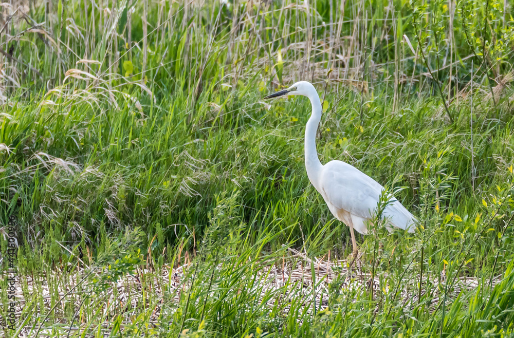 Great White Egret Hunting in a Wetland in Latvia Great White Egret Hunting in a Wetland in Latvia