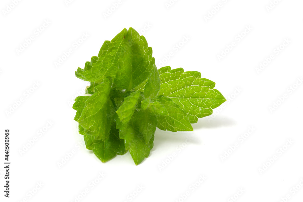 Lemon balm branch isolated on white background. Plant for adding to drinks. Lemon balm branch isolated on white background. Plant for adding to drinks.