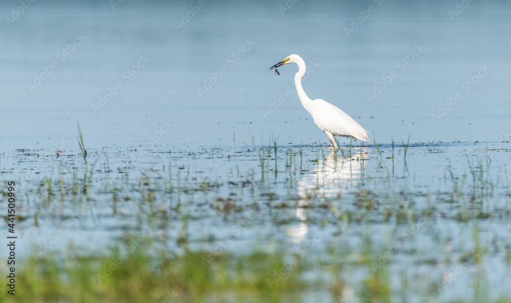 Great White Egret in Lake with Fish in Mouth Great White Egret in Lake with Fish in Mouth