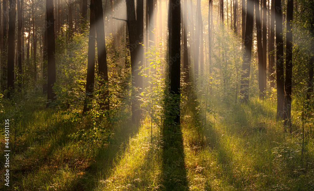 Obraz premium Nice sunny morning. The rays of the sun play in the branches of the trees. Nice walk in nature.