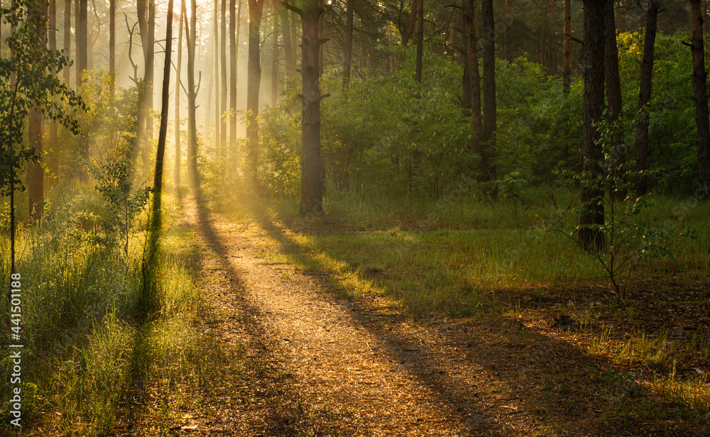 Obraz premium Nice sunny morning. The rays of the sun play in the branches of the trees. Nice walk in nature.