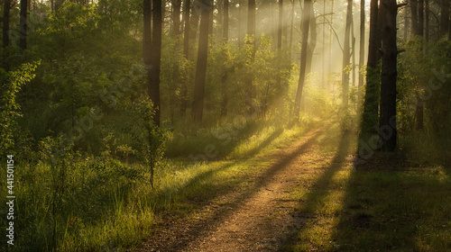 Nice sunny morning. The rays of the sun play in the branches of the trees. Nice walk in nature.