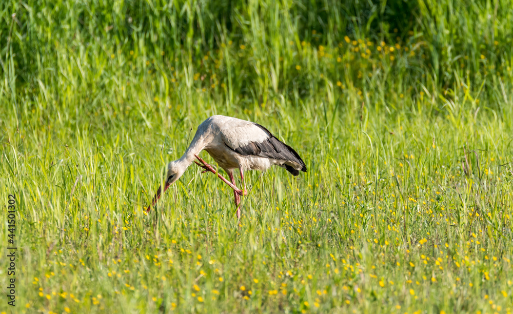 Stork Hunting for Frogs in a Wetland in Latvia Stork Hunting for Frogs in a Wetland in Latvia