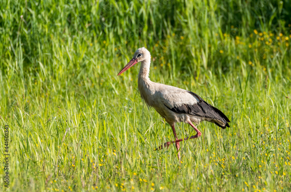 Fototapeta premium Stork Hunting for Frogs in a Wetland in Latvia