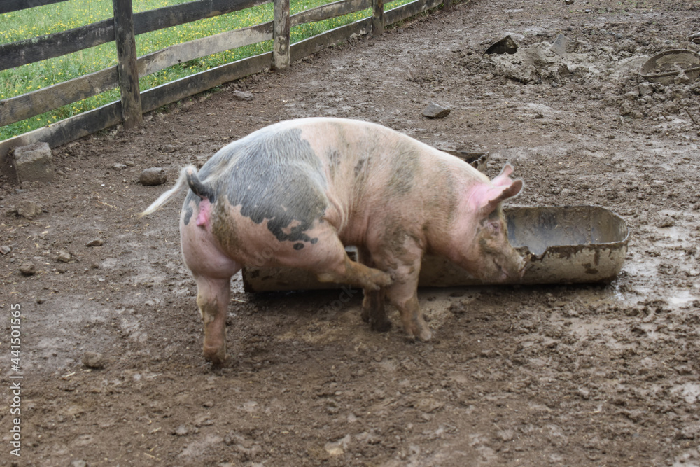 Multicolored pig near a trough in a pen on a farm Multicolored pig near a trough in a pen on a farm