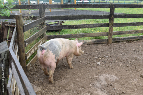Multicolored pig near a trough in a pen on a farm
