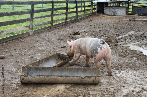 Multicolored pig near a trough in a pen on a farm