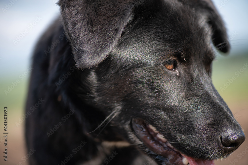 Young beautiful black purebred dog on a summer day at the farm. Young beautiful black purebred dog on a summer day at the farm.
