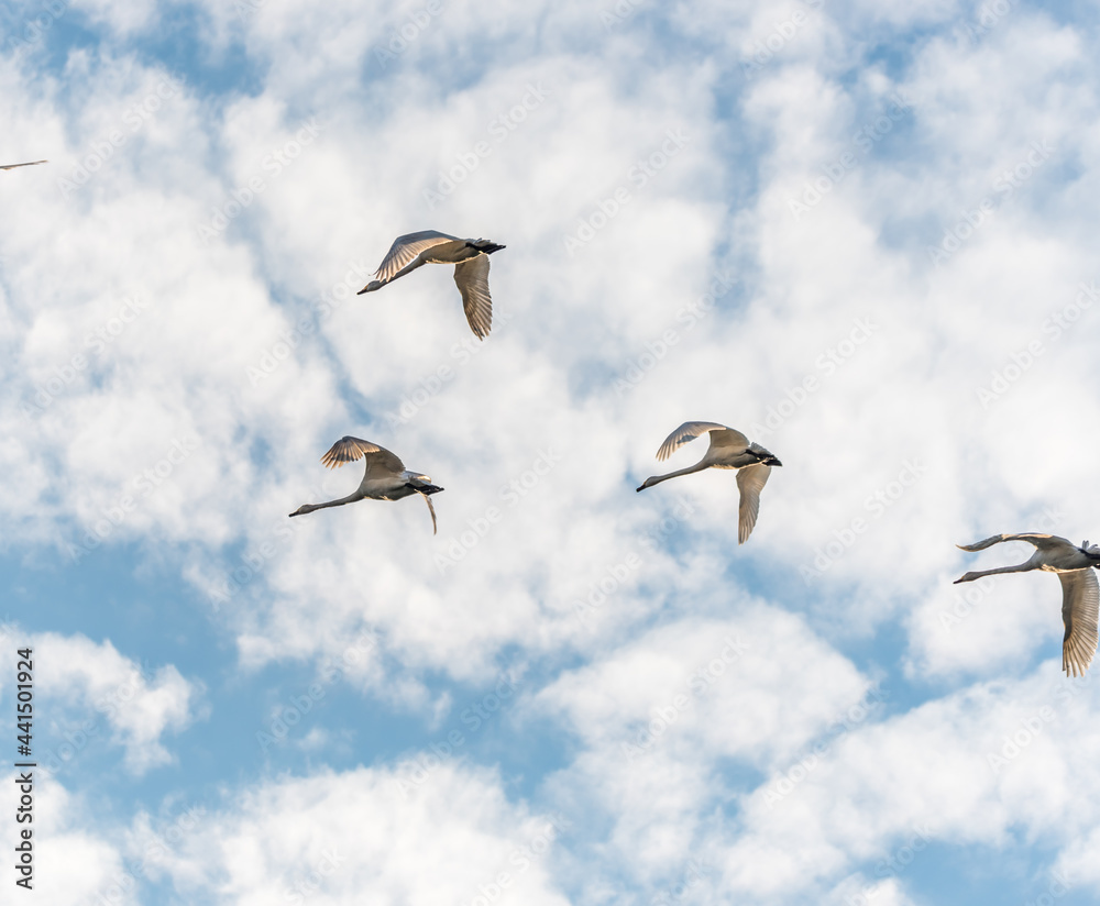 Swans Flying in Formation in a Cloudy Blue Sky Swans Flying in Formation in a Cloudy Blue Sky