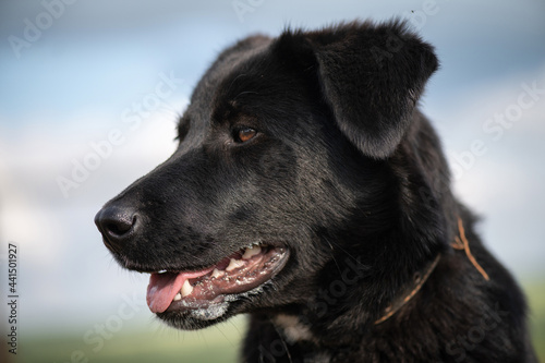 Young beautiful black purebred dog on a summer day at the farm.