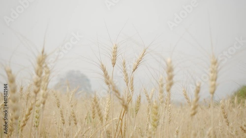 Wheat flour in wind 
