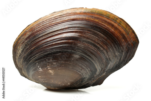 The swan mussel (large species of freshwater mussel) on white background photo