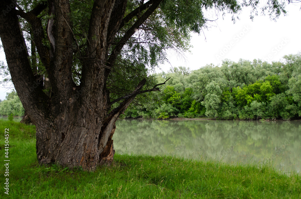 old thick century-old tree on the river bank old thick century-old tree on the river bank