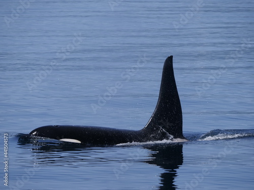 Hokkaido,Japan - June 22, 2021: Wild orcas or killer whales in Nemuro strait, Hokkaido, Japan  © Khun Ta