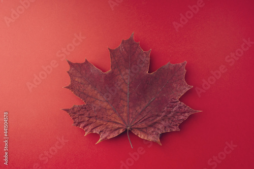 A dry autumn maple leaf lies on a red background, close-up. Minimal autumn concept, flat, flat, top view, copy space. Symbol of Canada, Canada Day