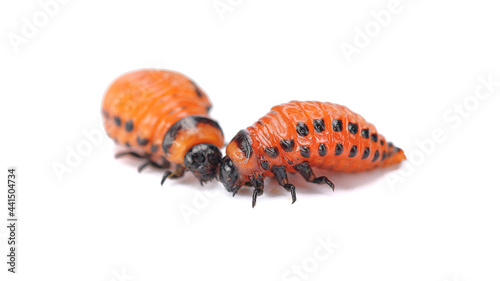 two young Colorado potato beetle larvae close-up on a white isolated background.