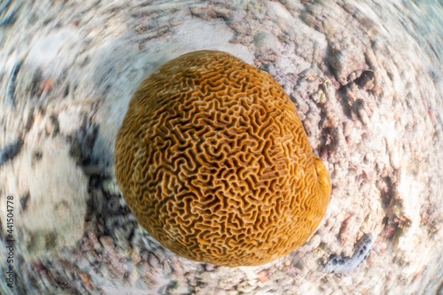 Healthy brain coral, Diploria labyrinthiformis, in shallow coral reef, South East Asia, Thailand, Koh Tao.  photo