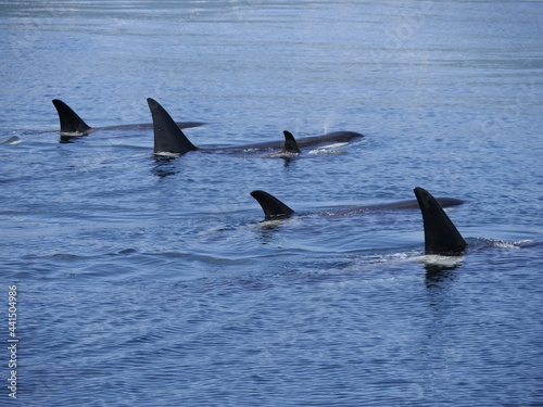 Hokkaido,Japan - June 22, 2021: Wild orcas or killer whales in Nemuro strait, Hokkaido, Japan 
