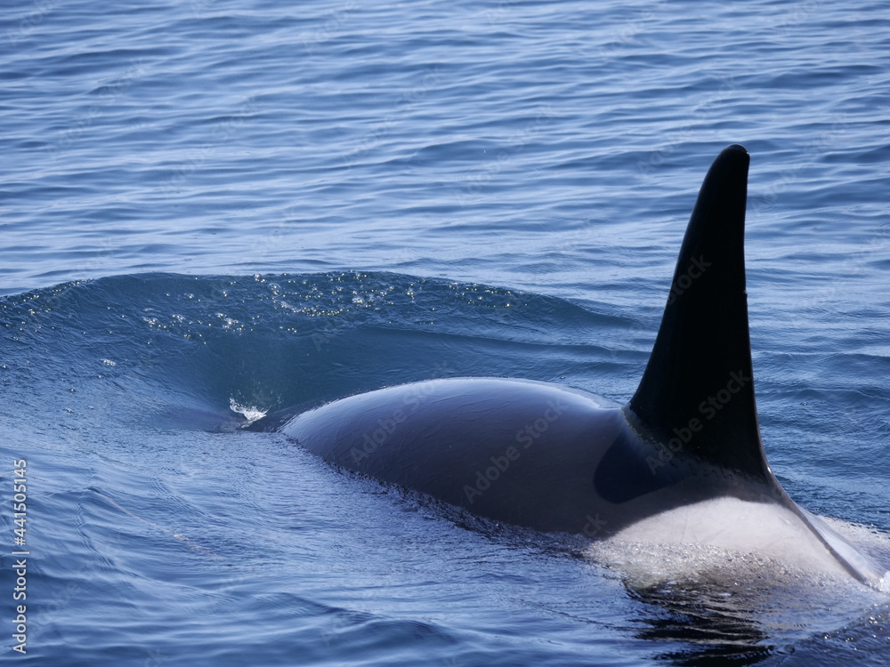 Naklejka premium Hokkaido,Japan - June 22, 2021: Wild orcas or killer whales in Nemuro strait, Hokkaido, Japan 