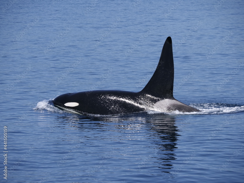 Fototapeta premium Hokkaido,Japan - June 22, 2021: Wild orcas or killer whales in Nemuro strait, Hokkaido, Japan 