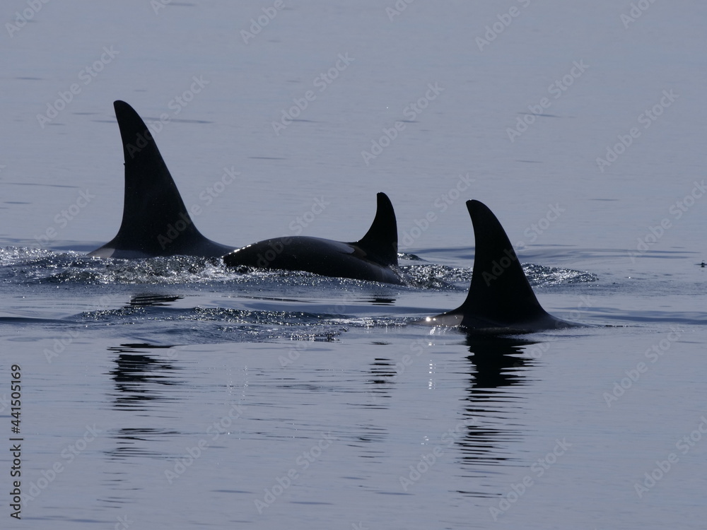 Hokkaido,Japan - June 22, 2021: Wild orcas or killer whales in Nemuro strait, Hokkaido, Japan
Hokkaido,Japan - June 22, 2021: Wild orcas or killer whales in Nemuro strait, Hokkaido, Japan