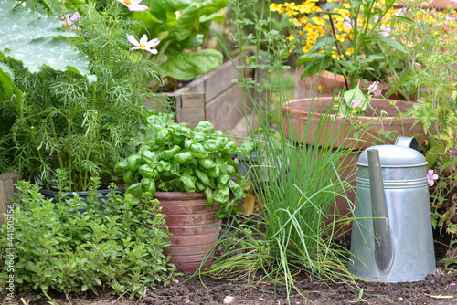aromatic plants and basil in potted put on the soil with shave and origano in...