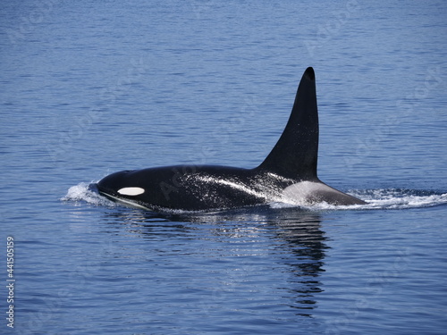 Hokkaido,Japan - June 22, 2021: Wild orcas or killer whales in Nemuro strait, Hokkaido, Japan 
