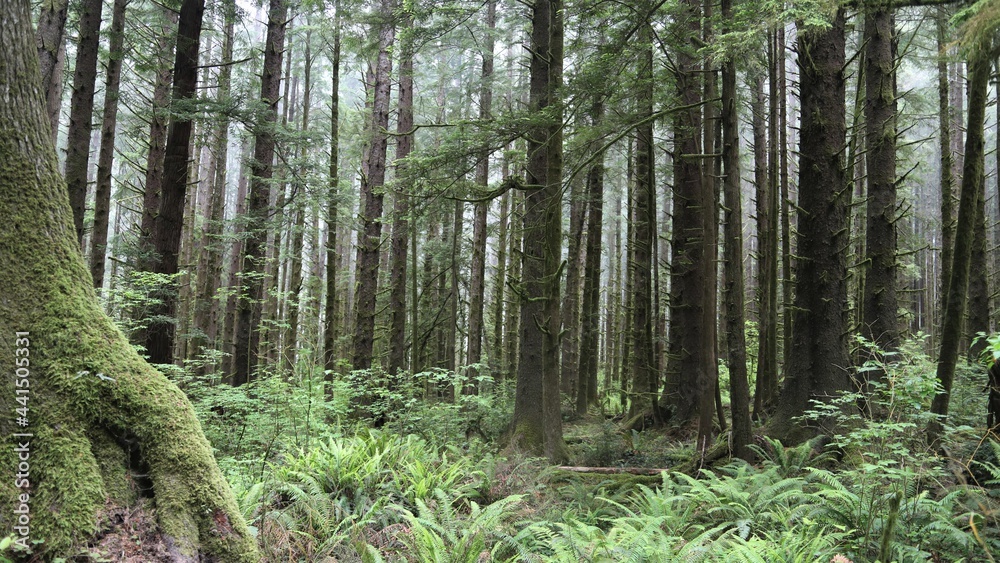 Giant Redwoods in the Jedidiah State Park Near Crescent City, California Giant Redwoods in the Jedidiah State Park Near Crescent City, California
