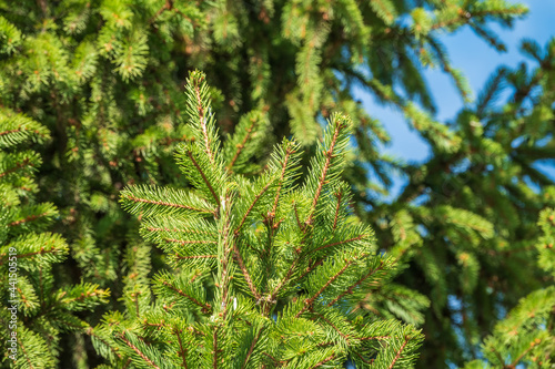 Background of green spruce branches in sunset light