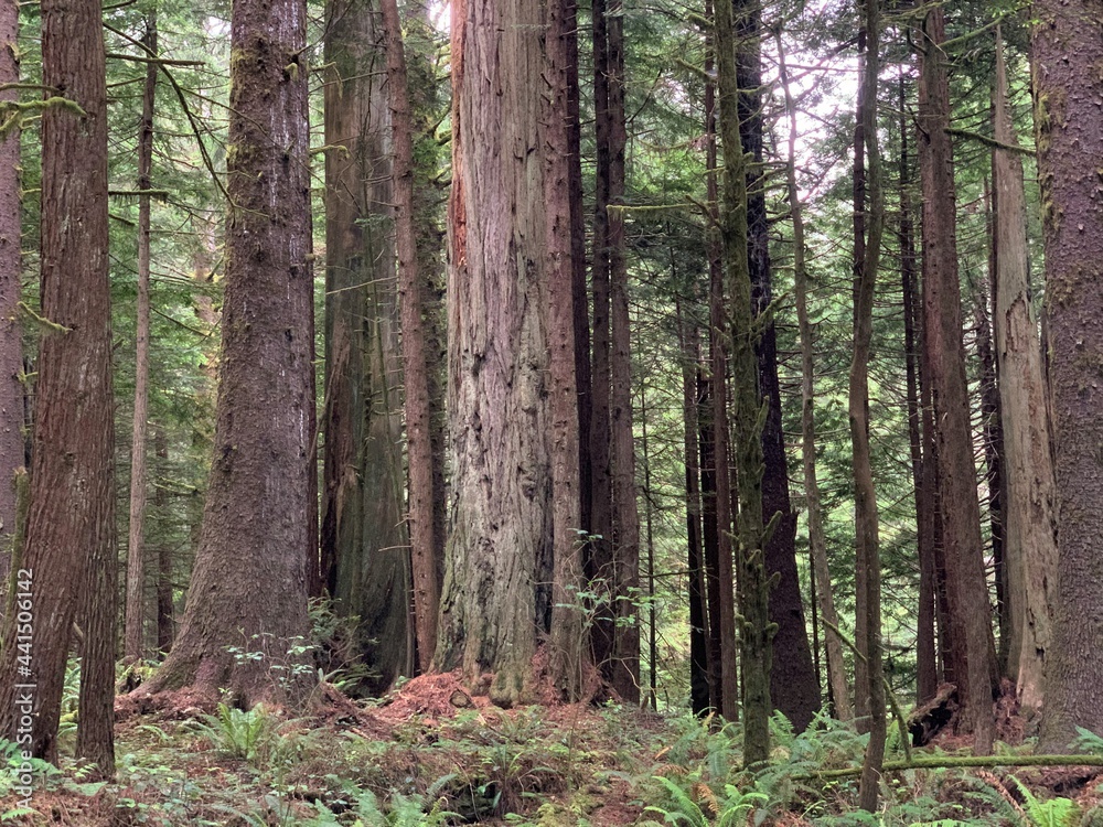 Giant Redwood Trees in Jedidiah State Park Giant Redwood Trees in Jedidiah State Park