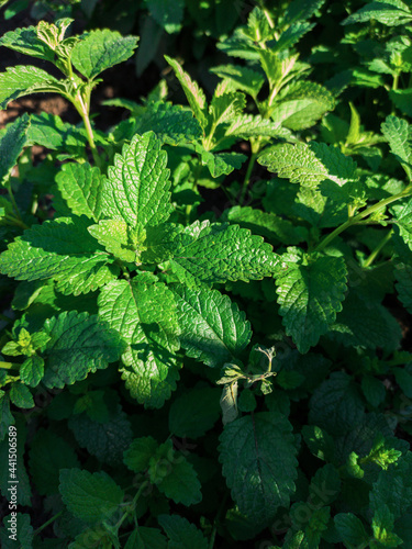 Green mint leaves plant gro...