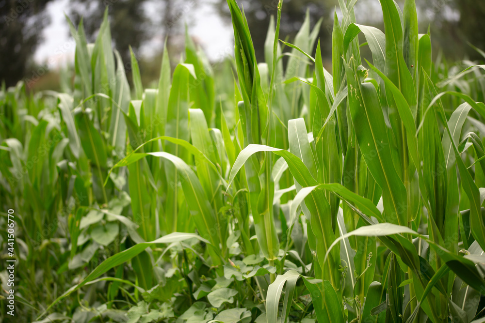 Corn seedlings Corn seedlings