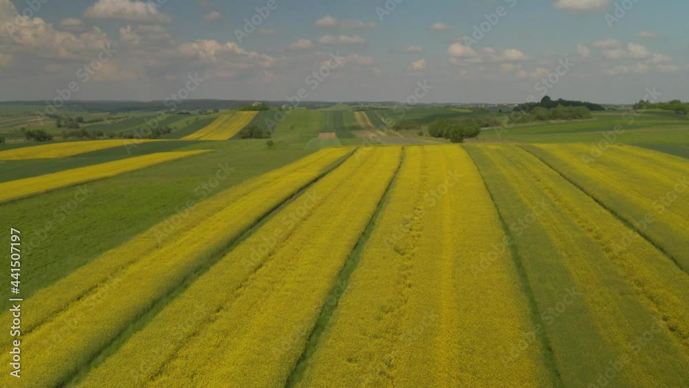 Fly-over vast lush Field of Rapeseed Flowers under lovely cloudscape Fly-over vast lush Field of Rapeseed Flowers under lovely cloudscape