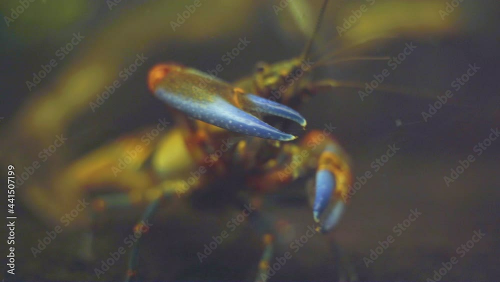 Common Yabby Freshwater Crustacean On Zoo Aquarium. - Close Up Shot Common Yabby Freshwater Crustacean On Zoo Aquarium. - Close Up Shot