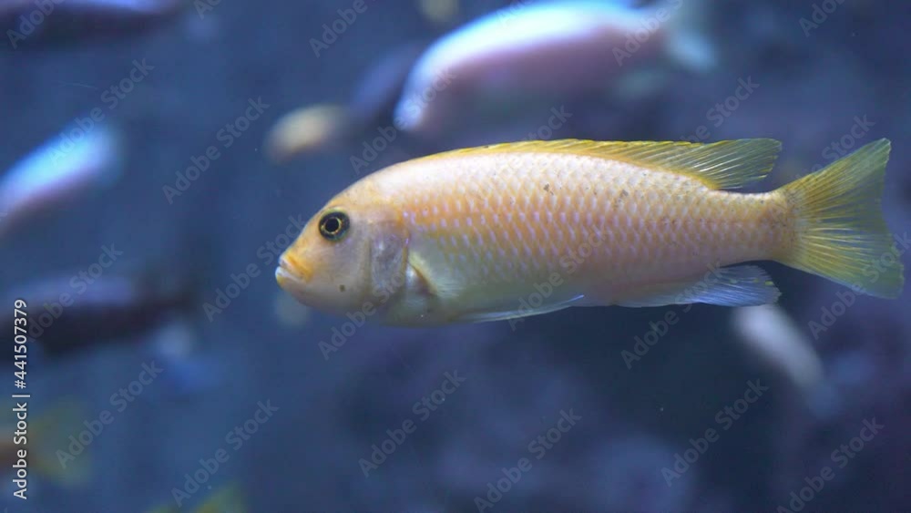 4k freshwater aquarium of the Guadalajara zoo, Jalisco, Mexico. freshwater fish species 4k freshwater aquarium of the Guadalajara zoo, Jalisco, Mexico. freshwater fish species