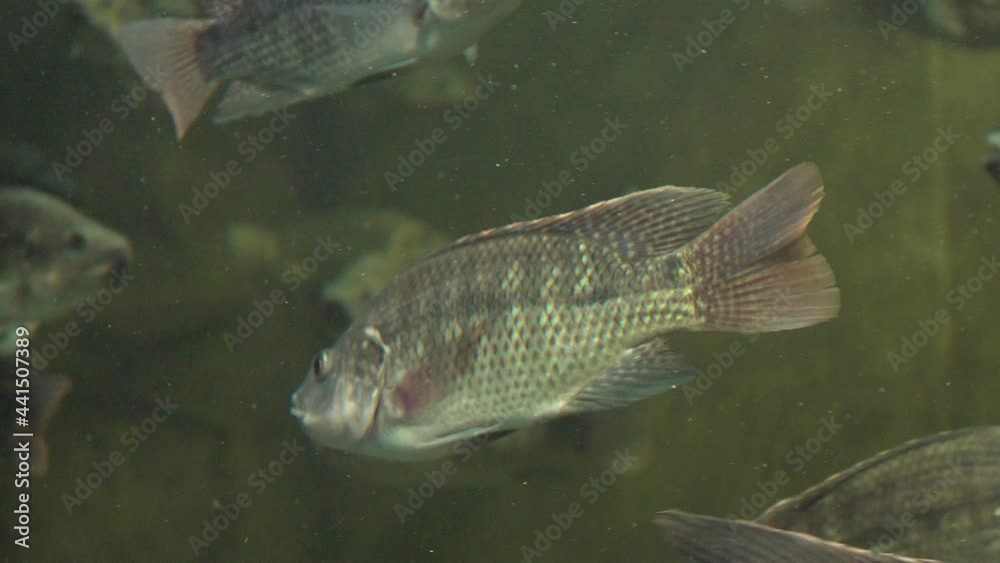 4k close view of tilapia fish swimming on freshwater 4k close view of tilapia fish swimming on freshwater