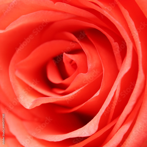 red rose 