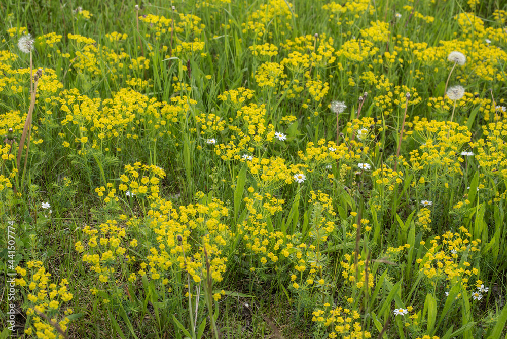 Fototapeta premium cypress spurges with petal-like yellow bracts in springtime