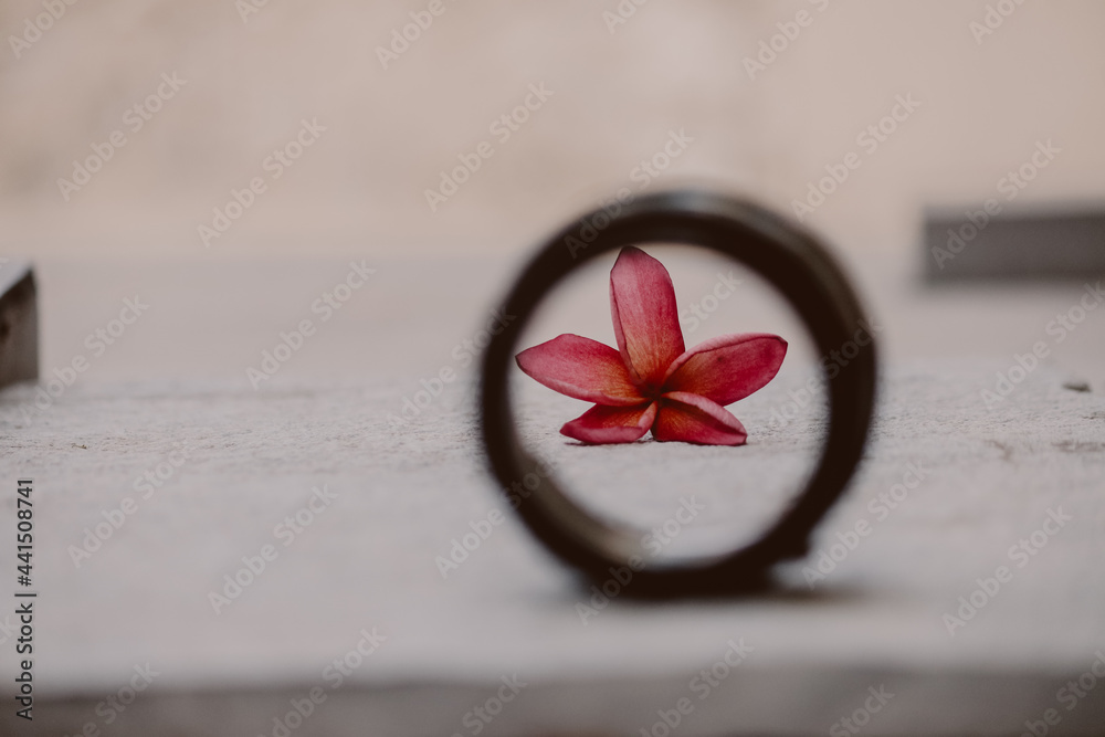 Beautiful Moment With Pink Plumeria Flower. Flowers. Petals. Nature