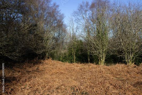 bracken and bare trees in winter with a clear blue sky