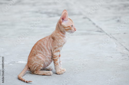 Canvas Print Small Kitten in the Street. Cats. Pet Animals. Wild Cats.