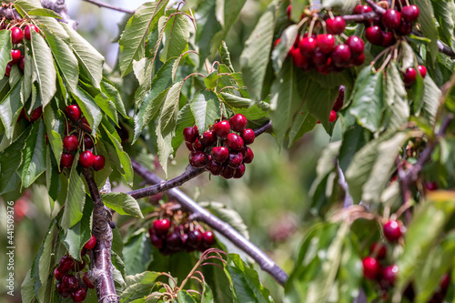 Dark ripe cherries hanging on branches of a cherry tree on a cherry orchard in Oregon.