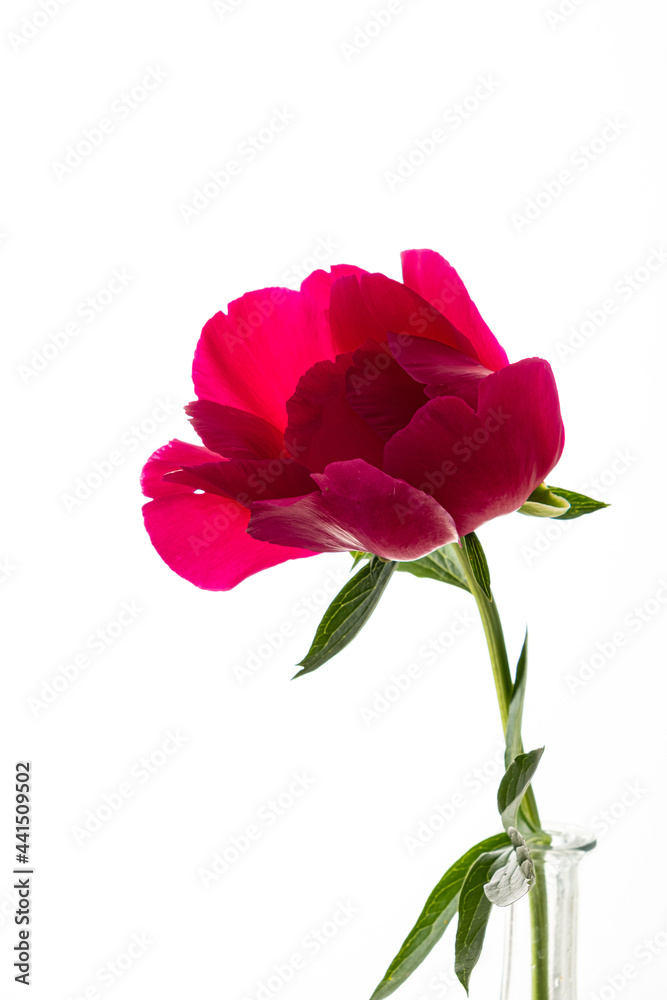 peony on the white background peony on the white background