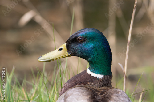 close up of the head and shoulders of a amle Mallard (Anas platyrhynchos) duck standing in green grass photo