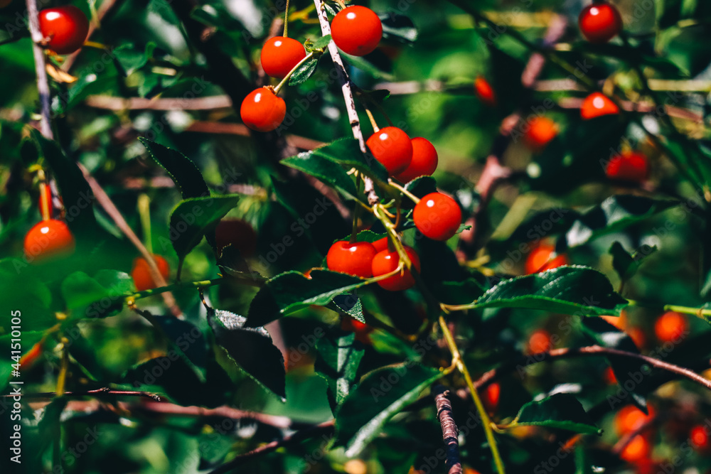 Juicy Red and Fresh Cherry on Branch. Berries. Cherry Berry. Summer Background