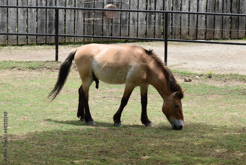 Canvas-taulu Przewalski's horse at the National Zoo, Washington, DC